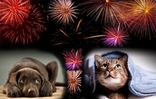 Be mindful of your pets this Diwali