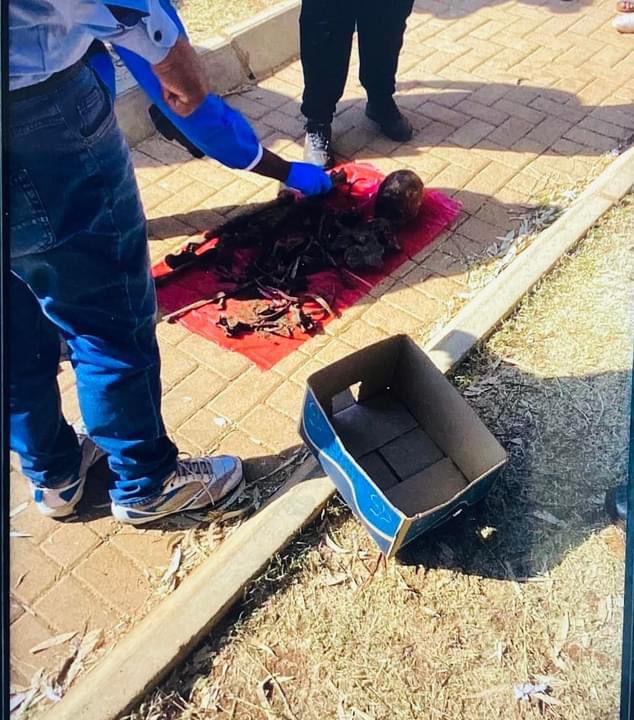 Tubatse police arrest suspect after horrific discovery of human remains in demolished school pit toilet in Polokwane
