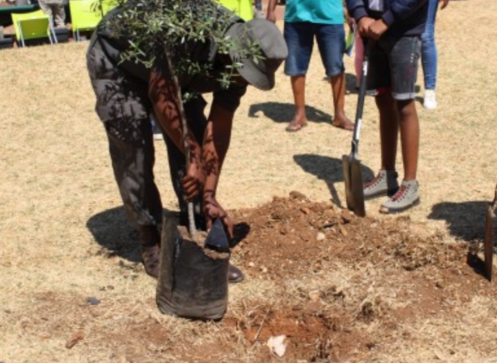 City of Joburg boosts air quality with massive tree planting initiative